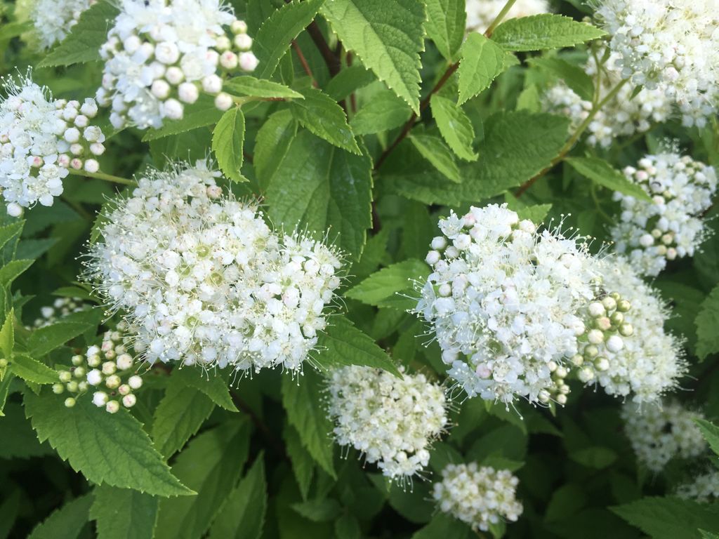Spiraea japonica 'Albiflora' Weiße Zwergspiere