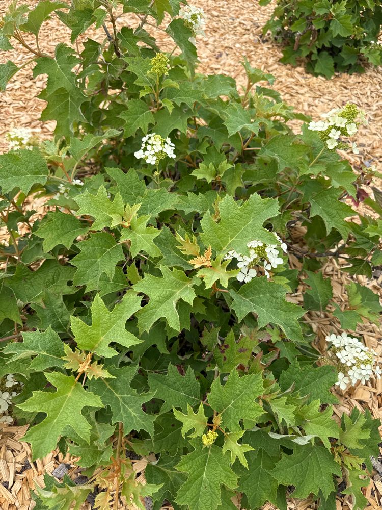Hydrangea quercifolia 'Pee Wee' Eichenblättr.Hortensie 'Pee Wee'