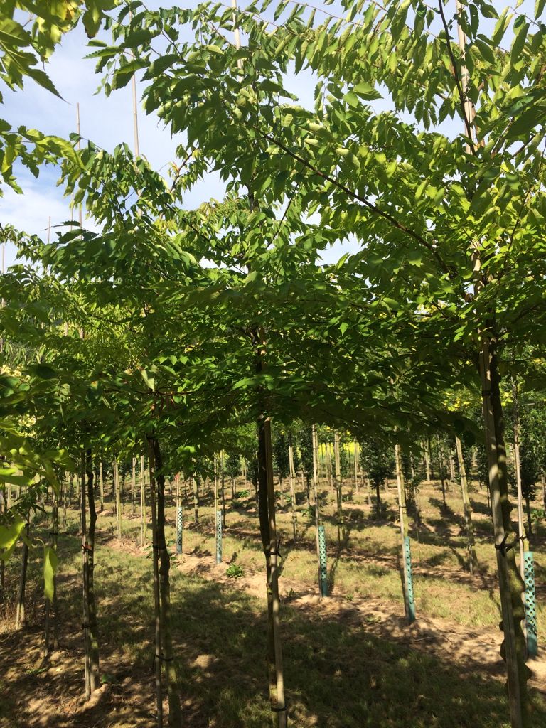 Zelkova serrata Japanische Zelkove