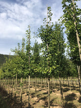 Ginkgo biloba Fächerblattbaum