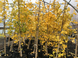 Ginkgo biloba Fächerblattbaum