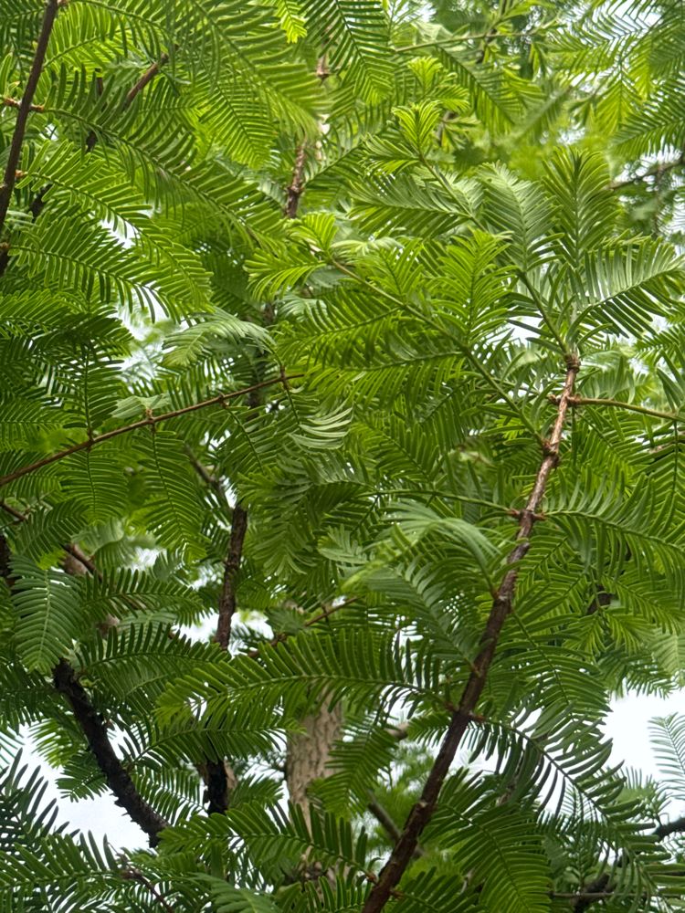 Metasequoia glyptostroboides Chinesisches Rotholz