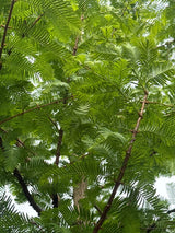 Metasequoia glyptostroboides Chinesisches Rotholz
