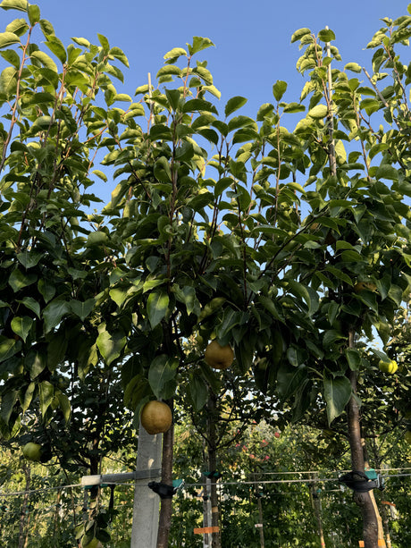 Pyrus pyraster 'Kumoi'                 CAC Birne Nashi 'Kumoi'
