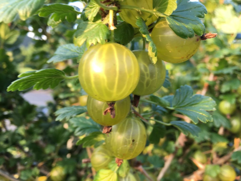 Ribes uva-crispa 'Mucurines'           CAC II Stachelbeere 'Mucurines'