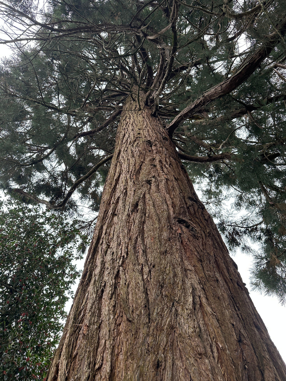 Sequoiadendron giganteum Kalifornischer Mammutbaum