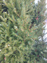 Taxus baccata Heimische Eibe