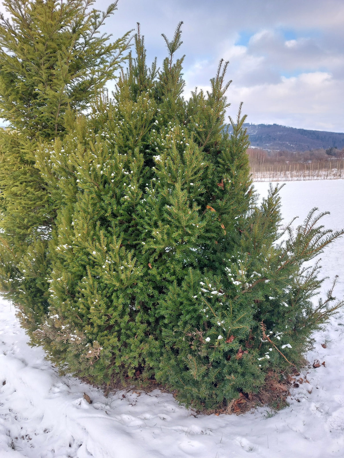 Taxus baccata Heimische Eibe