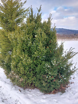 Taxus baccata Heimische Eibe