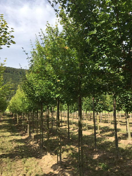 Acer campestre 'Elsrijk' Feldahorn 'Elsrijk'