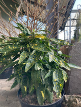 Aucuba japonica 'Variegata' Japanische Aucube
