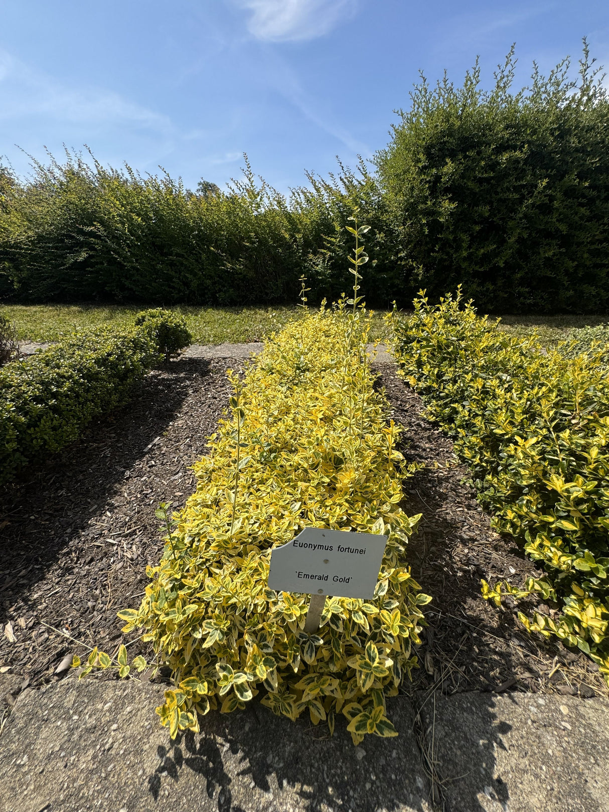 Euonymus fortunei 'Emerald'n Gold' Goldbunte Kriechspindel 'Emerald'n Gold'