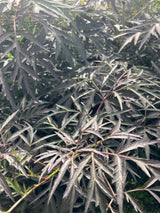 Sambucus nigra 'Black Lace'  -R--S- Schwarzer Holunder 'Black Lace'  -R--S-