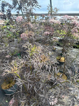Sambucus nigra 'Black Lace'  -R--S- Schwarzer Holunder 'Black Lace'  -R--S-