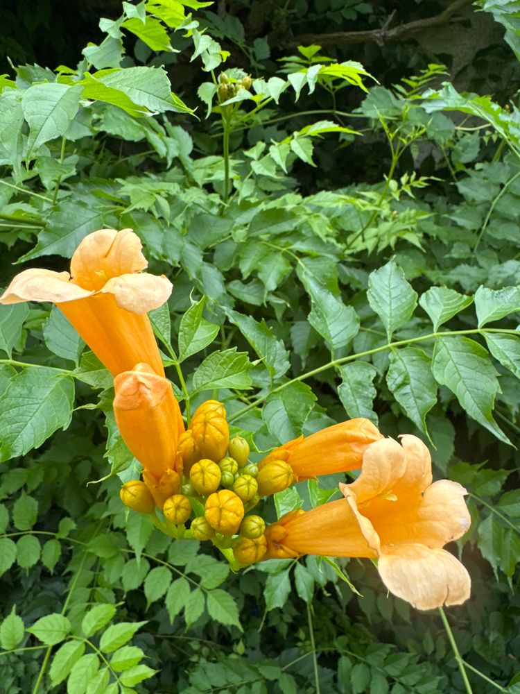 Campsis radicans 'Flava' Gelbe Trompetenblume