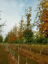Sorbus thuringiaca 'Fastigiata' Thüringische Säulen-Eberesche