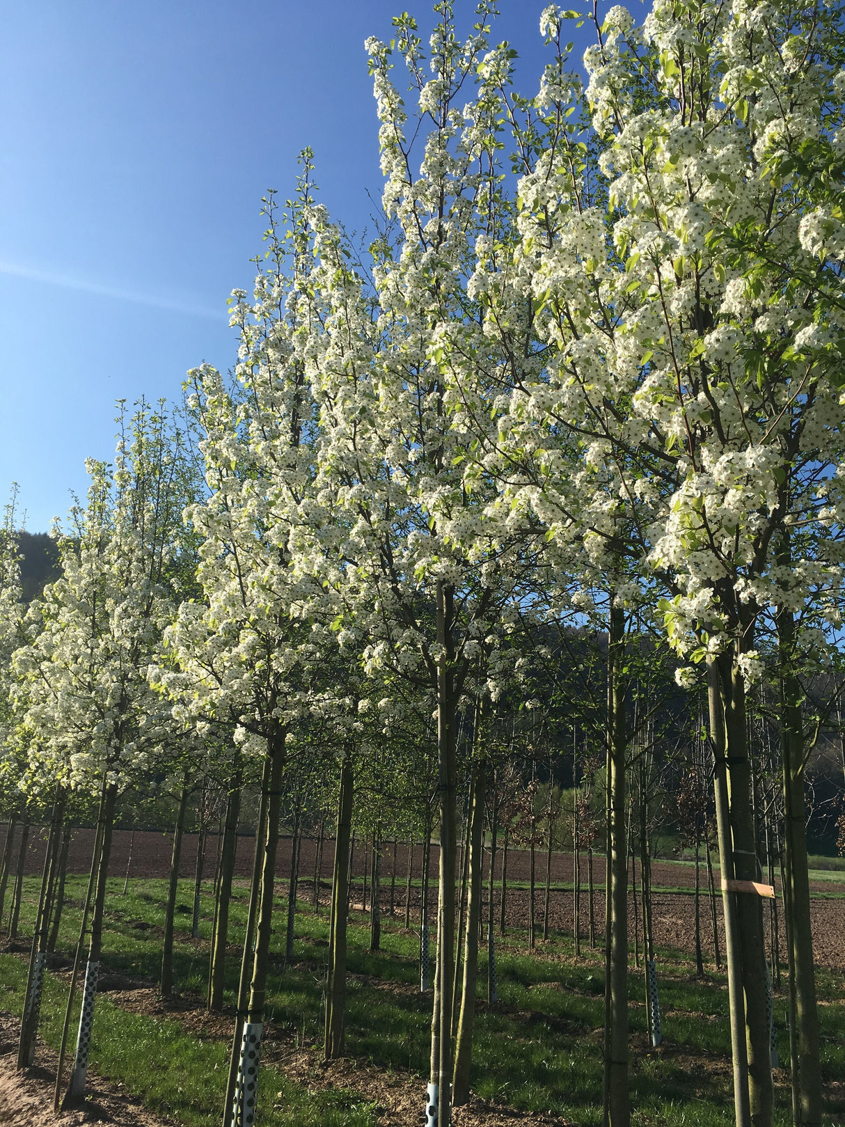 Pyrus calleryana 'Chanticleer' Stadtbirne 'Chanticleer'