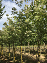 Acer negundo 'Flamingo' Eschenahorn 'Flamingo'