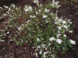 Exochorda macrantha 'The Bride' Kleine Prunkspiere 'The Bride'