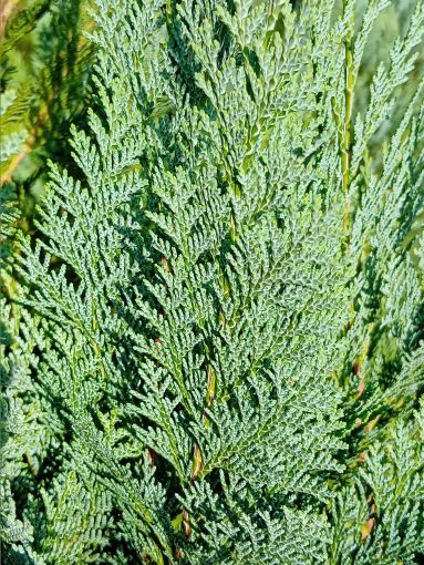Chamaecyparis laws.'Dart's Blue Ribbon' Gartenzypresse 'Dart's Blue Ribbon'