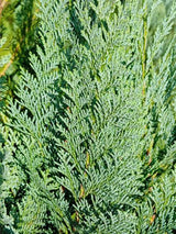 Chamaecyparis laws.'Dart's Blue Ribbon' Gartenzypresse 'Dart's Blue Ribbon'