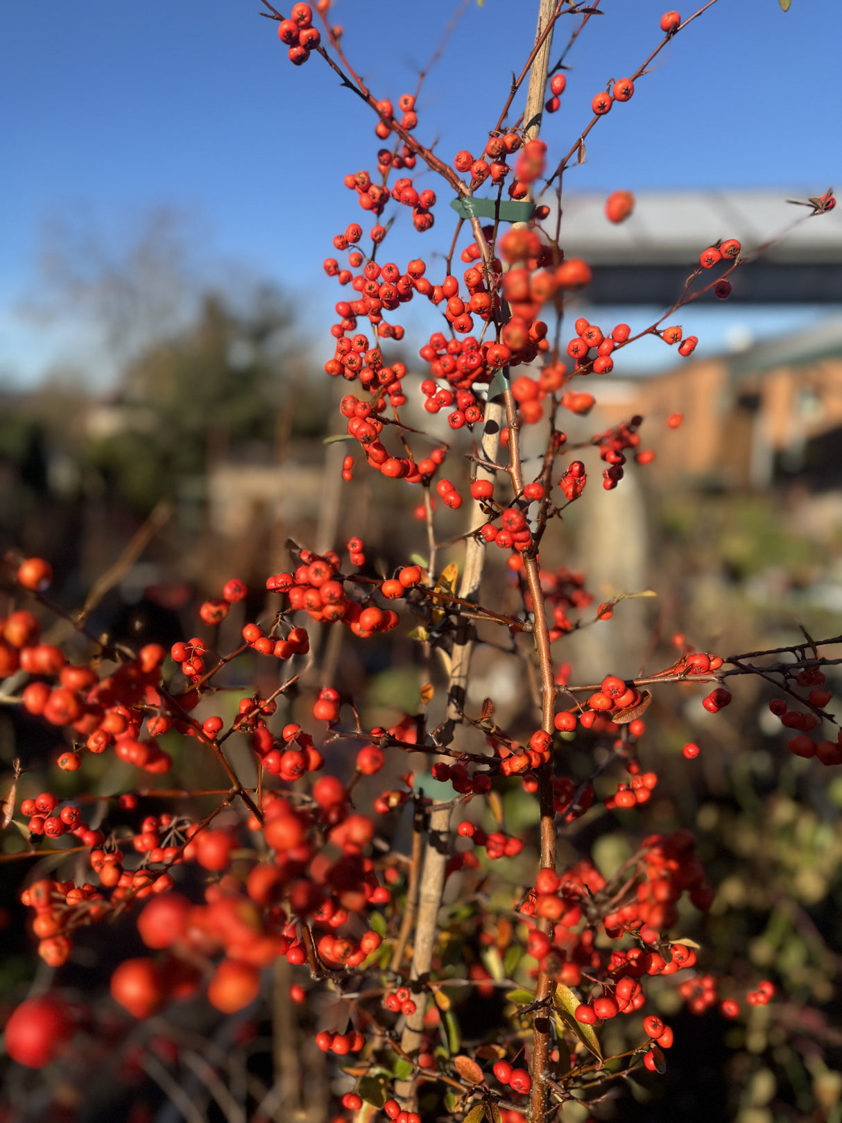 Pyracantha 'Red Column' Feuerdorn 'Red Column'
