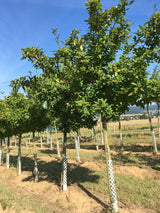 Mespilus germanica Mispel