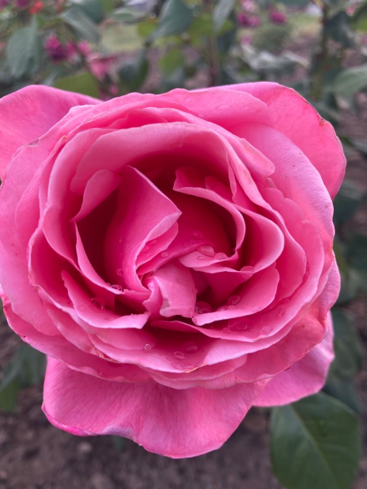 Rosa 'Elbflorenz'                       TH V Edelrose 'Elbflorenz'             ADR-Rose