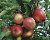 Malus 'Mars'  -S-                      CAC Apfel 'Mars'  -S-