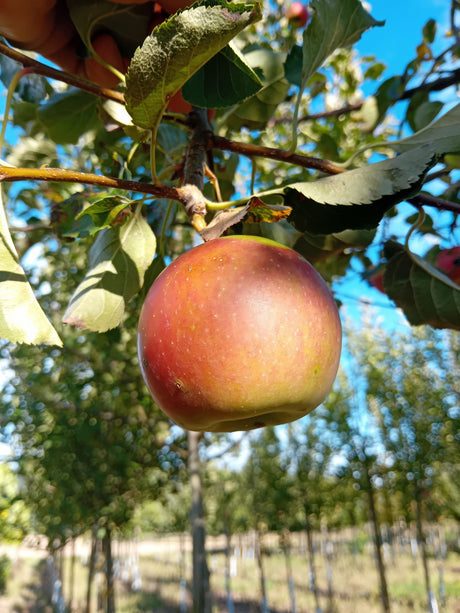 Malus 'Mars'  -S-                      CAC Apfel 'Mars'  -S-