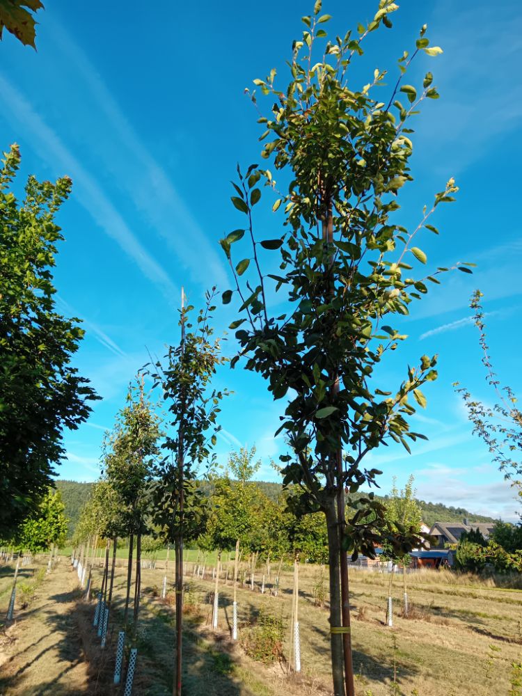 Amelanchier 'Ballerina' Felsenbirne 'Ballerina'