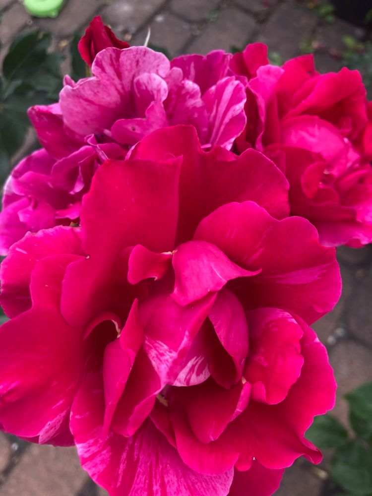 Rosa 'Guy Savoy'  -R-                  STR VII Strauchrose 'Guy Savoy'  -R-