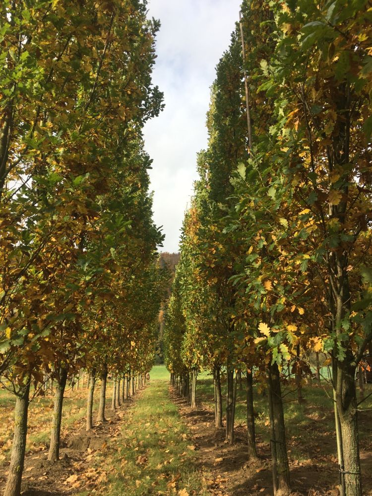 Quercus robur 'Fastigiata Koster' Säuleneiche