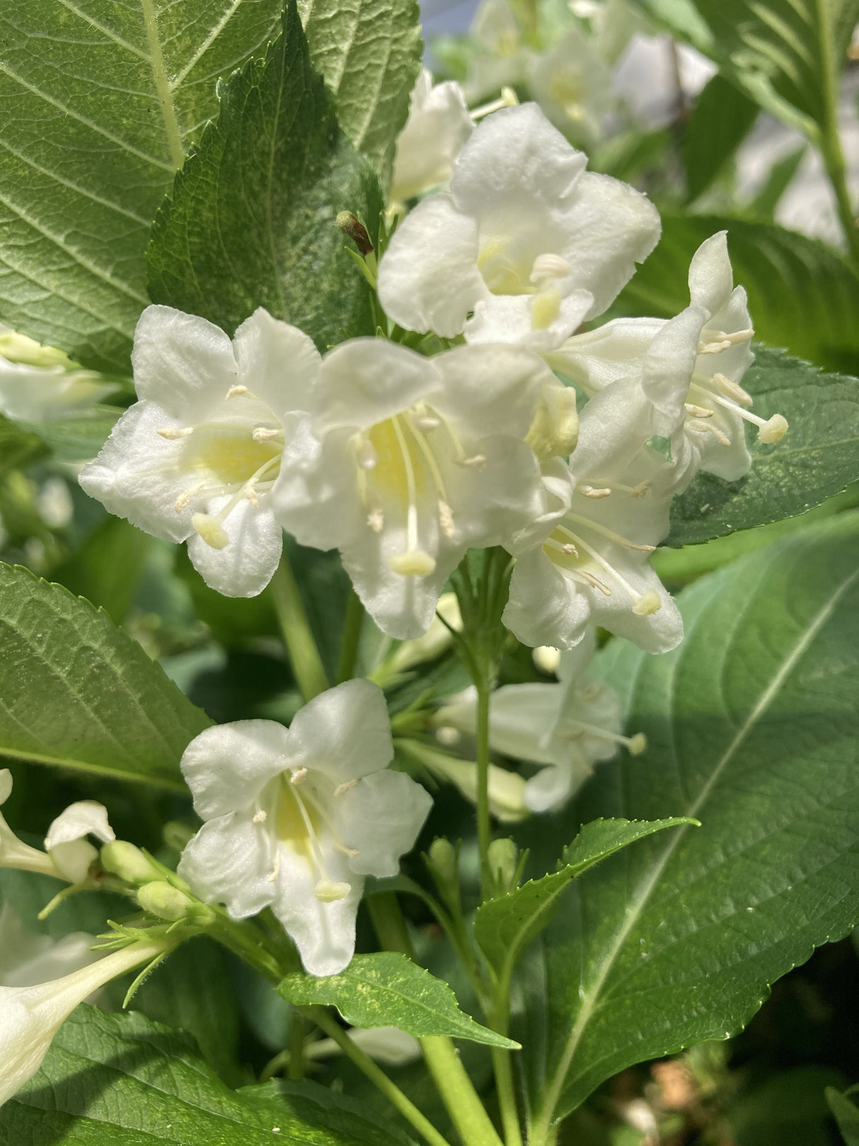 Weigela 'Snowflake' Weigelie 'Snowflake'