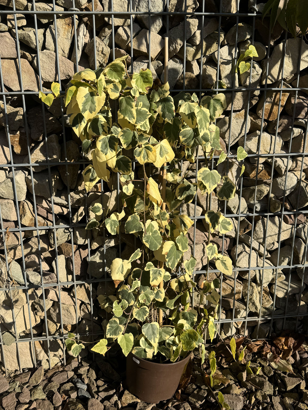 Hedera colchica 'Dentata Variegata' Buntlaubiger Kaukasischer Efeu
