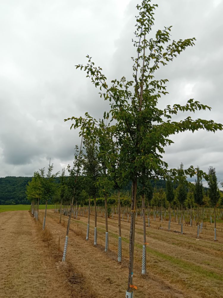 Ostrya carpinifolia Gewöhnliche Hopfenbuche