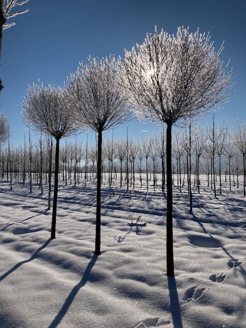 Prunus fruticosa 'Globosa' Steppenkirsche 'Globosa'