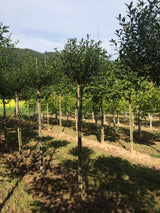 Prunus fruticosa 'Globosa' Steppenkirsche 'Globosa'
