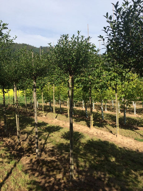 Prunus fruticosa 'Globosa' Steppenkirsche 'Globosa'