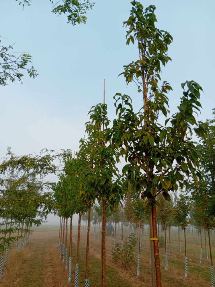 Prunus maackii 'Amber Beauty' Wildkirschenbaum 'Amber Beauty'