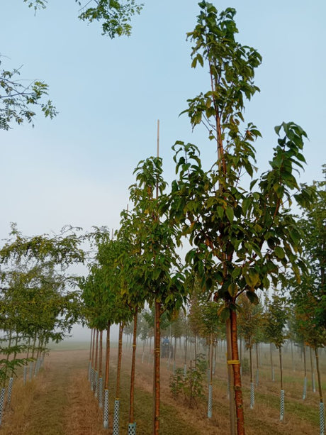 Prunus maackii 'Amber Beauty' Wildkirschenbaum 'Amber Beauty'