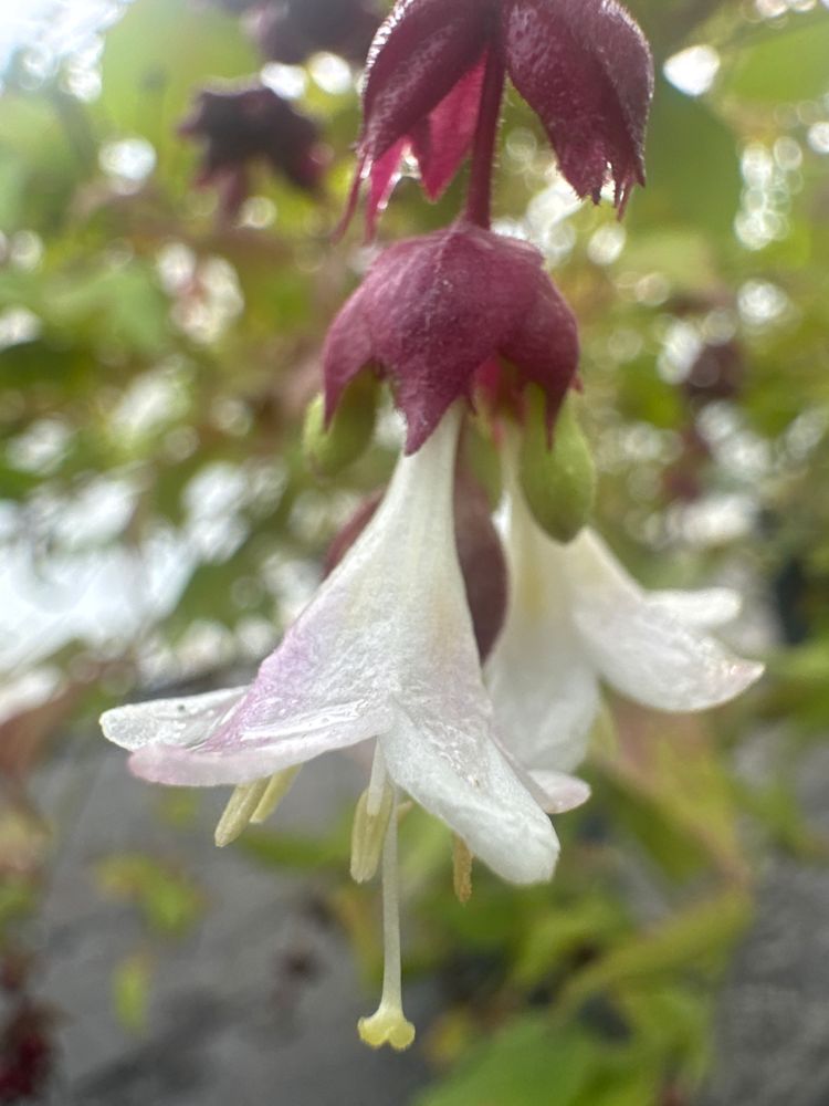 Leycesteria formosa Schöne Leycesterie