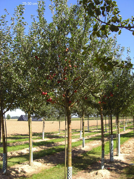 Malus 'Purpurroter Cousinot'           CAC Apfel 'Purpurroter Cousinot'          spät