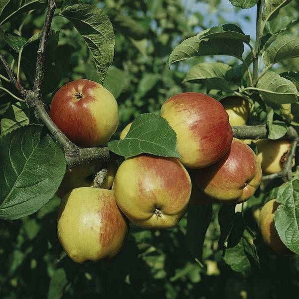 Malus 'Reglindis'                      CAC Apfel 'Reglindis'                   mittel