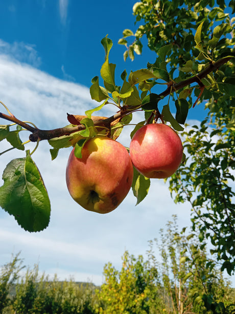 Malus 'Rewena'  -S-                    CAC Apfel 'Rewena'  -S-                 mittel