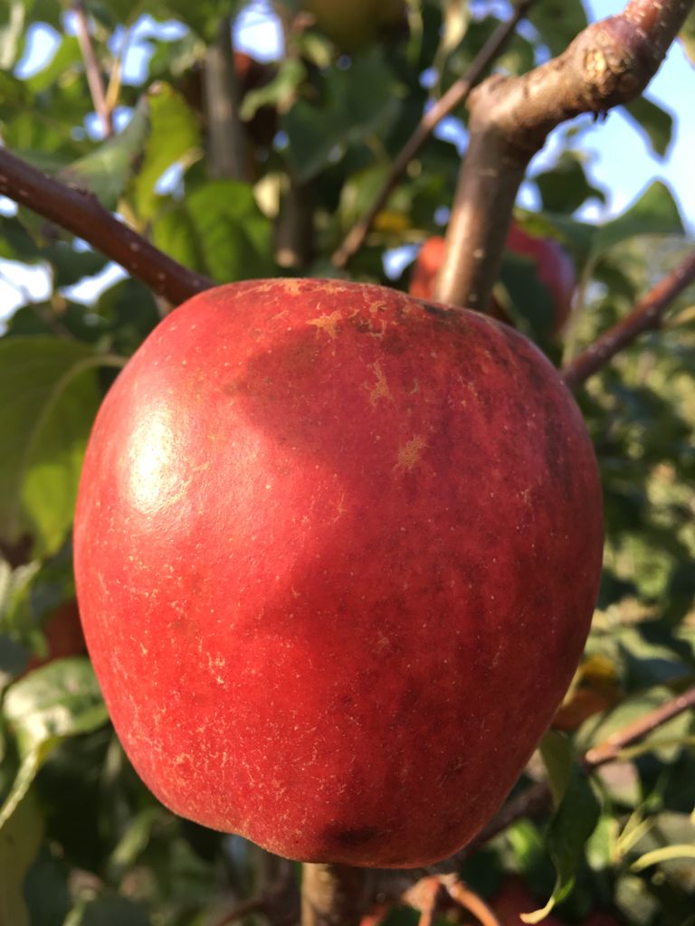 Malus 'Rewena'  -S-                    CAC Apfel 'Rewena'  -S-                 mittel