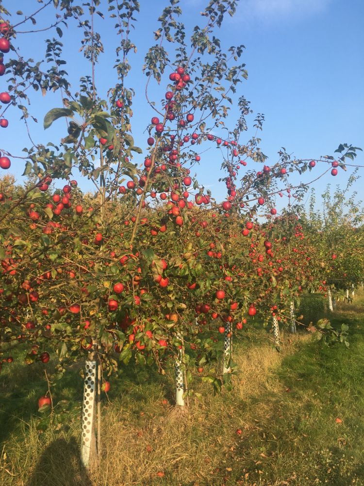 Malus 'Rewena'  -S-                    CAC Apfel 'Rewena'  -S-                 mittel