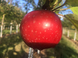 Malus 'Rote Sternrenette'              CAC Apfel 'Rote Sternrenette'           mittel