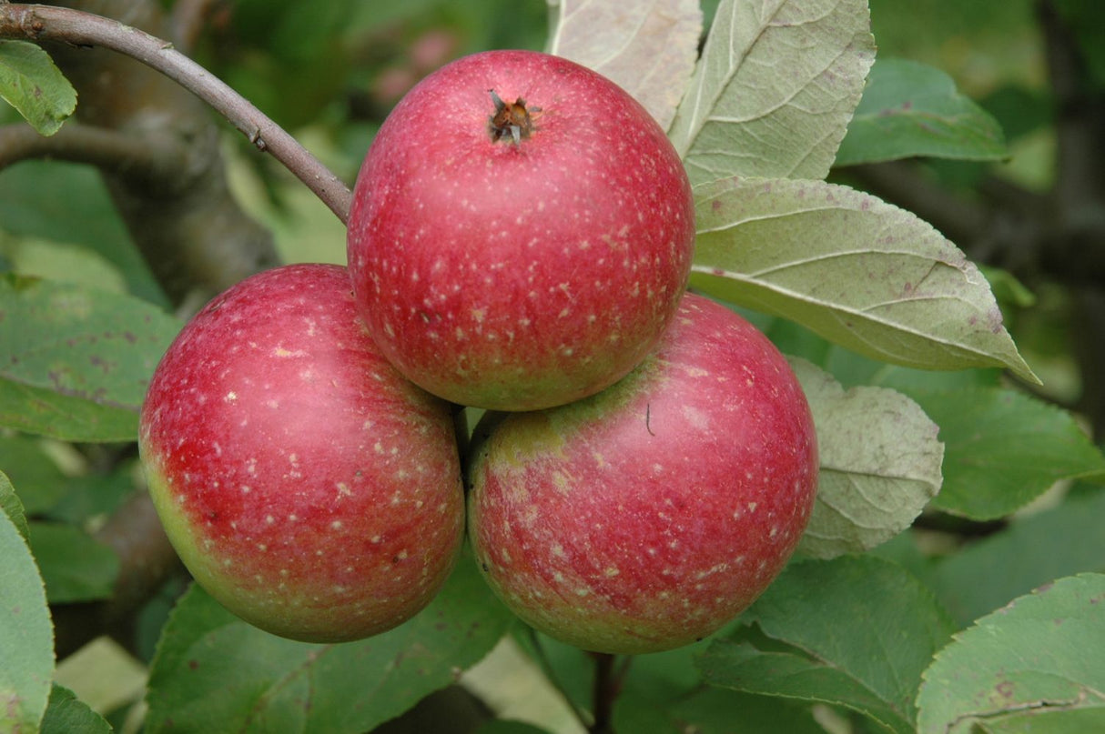 Malus 'Rote Sternrenette'              CAC Apfel 'Rote Sternrenette'           mittel