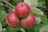 Malus 'Rote Sternrenette'              CAC Apfel 'Rote Sternrenette'           mittel